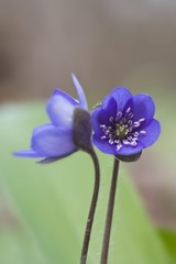 Liverwort (Anemone hepatica)