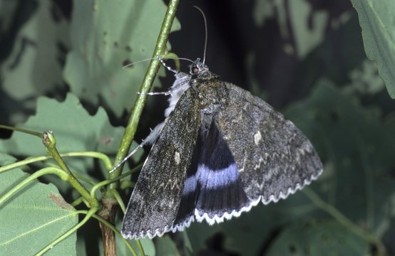 Blue Underwing moth (Catocala fraxini)
