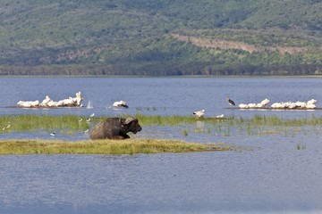 African Buffalo (Syncerus caffer) and White Pelicans (Pelecanus onocrotalus), Lake Nakuru National Park, Kenya, East Africa, Africa, PublicGround, Africa