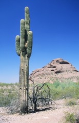 Saguaro cactus (Carnegiea gigantea), Arizona, USA, America, North America