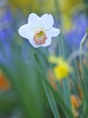 Fototapeta premium Daffodil (Narcissus), cultivar