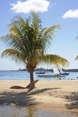Obraz premium Coconut palm tree growing on the beach of Albion, Mauritius, Africa