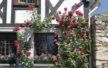 Fototapeta na wymiar Roses at a half-timbered house, Germany, Europe