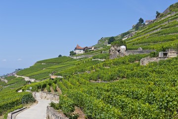 View across the vineyards near Vevey, Lake Geneva at back, Vevey, Canon Vaud, Lake Geneva, Switzerland, Europe