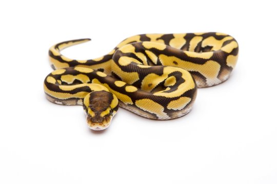 Royal Python (Python regius), Tiger Phantom, female, Willi Obermayer reptile breeding, Austria, Europe