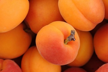 Apricots (Prunus armeniaca)