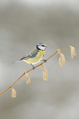 Blue Tit (Parus caeruleus)