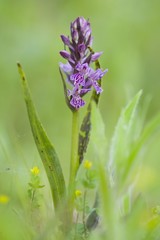 Heath spotted orchid, Moorland spotted orchid (Dactylorhiza maculata)