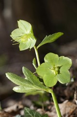 Obraz premium Green hellebore (Helleborus viridis), rare, Niederalfingen, Baden-Wuerttemberg, Germany, Europe