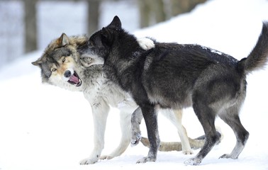 Mackenzie Valley Wolf, Alaskan Tundra Wolf or Canadian Timber Wolf (Canis lupus lycaon), two young wolves playing in the snow