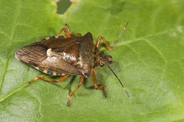 Forest bug (Pentoma rufipes), Untergroeningen, Baden-Wuerttemberg, Germany, Europe
