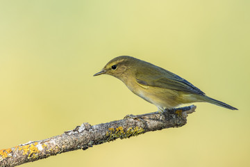 Chiffchaff
