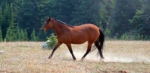 Bay wild horse mare on Sykes ridge in the Pryor Mountains wild horse range in Montana United States