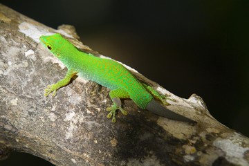Green gecko (Phelsuma), tail grown again, on branch, island of La Digue, Seychelles, Africa, Indian Ocean, Africa