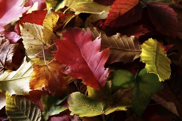 Autumn-coloured leaves of various deciduous trees