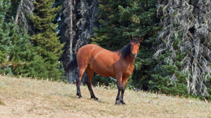 Bay wild horse mare on Sykes ridge in the Pryor Mountains wild horse range in Montana United States