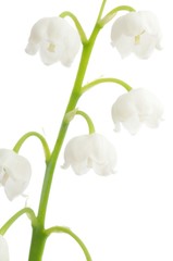 Fototapeta premium Lily of the Valley (Convallaria majalis)
