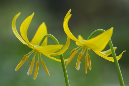 Tuolumne fawn lily (Erythronium tuolumnense)