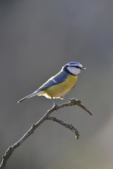 Blue Tit (Parus caeruleus)
