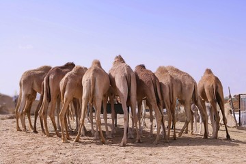 Eight camels standing at a watering place, seen from behind, desert near Abu Dhabi, United Arab...