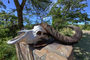 Fototapeta na wymiar Skull of an African buffalo (Syncerus caffer), Masai Mara National Reserve, Kenya, East Africa, Africa