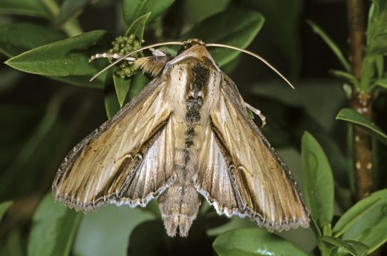 Mullein Moth (Cucullia verbasci), female