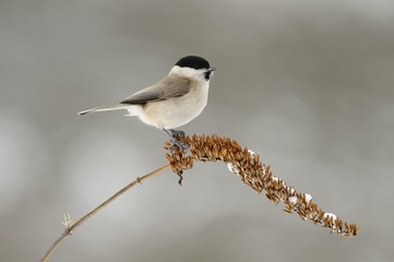 Marsh Tit (Parus palustris)
