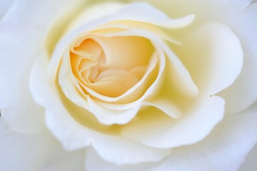 Fototapeta na wymiar Detail, white Rose (Rosa)