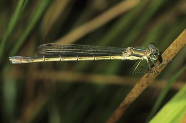 Emerald Damselfly or Common Spreadwing (Lestes sponsa), female