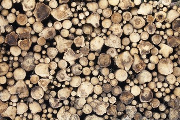 Stacked firewood