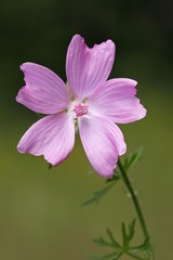 Fototapeta premium Flowering Musk-Mallow (Malva moschata), medicinal plant