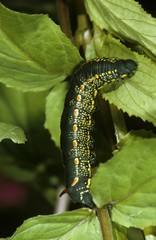 Bedstraw Hawk-Moth (Hyles gallii), caterpillar on Broad-leaved Willowherb
