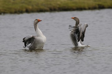 Greylag geese (Anser anser)