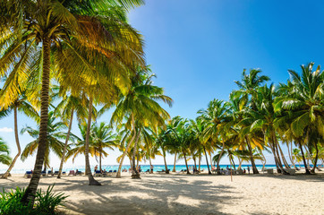 Fototapeta na wymiar Exotic Caribbean beach full of beautiful palm trees, Dominican Republic