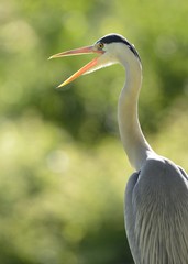 Grey Heron (Ardea cinerea), Stuttgart, Baden-Wuerttemberg, Germany, Europe