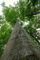 Korona dębu wysoko nad głowami - piękny dębowy las w Trzebnicy