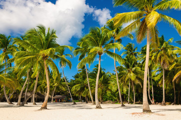 Fototapeta na wymiar Exotic Caribbean beach full of beautiful palm trees, Dominican Republic