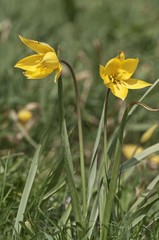 Fototapeta premium Wild tulip (Tulipa silvestris), Braunsbach, Baden-Wuerttemberg, Germany, Europe