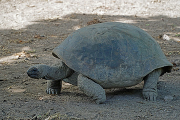 Female walking giant tortoise