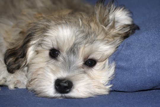Havanese puppy, 3 months