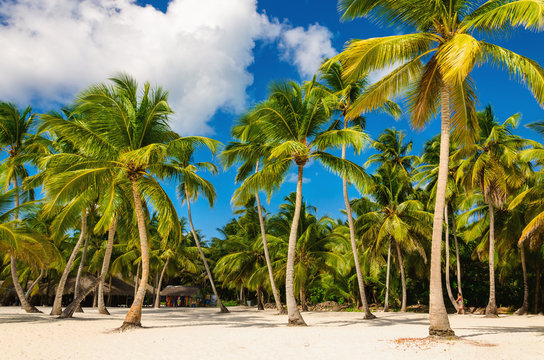 Exotic Caribbean beach full of beautiful palm trees, Dominican Republic
