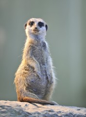 Fototapeta premium Meerkat or suricate (Suricata suricatta)
