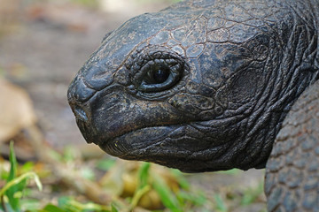 Looking into the eye of a giant tortoise