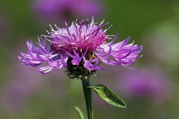 Flowering Brown Knapweed, Brownray Knapweed (Centaurea jacea)