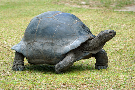 Giant tortoise walking over grazed grassland