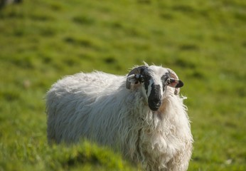 Sheep with horns, Ireland, Europe