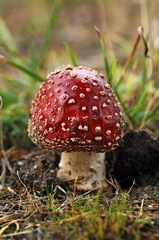 Young Fly Agaric (Amanita muscaria var muscaria)