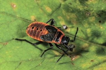 Firebug (Pyrrhocoris apterus), larva