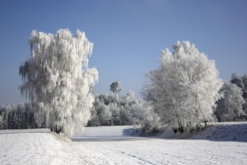 Willows covered with frost in front of a forest, wintery landscape in Upper Swabia, Baden-Wuerttemberg, Germany, Europe