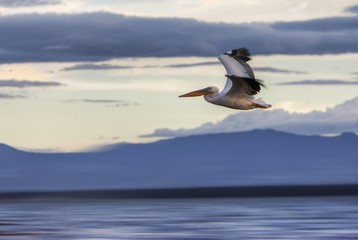 White Pelican (Pelecanus onocrotalus) in flight, Lake Nakuru National Park, Kenya, East Africa, Africa, PublicGround, Africa